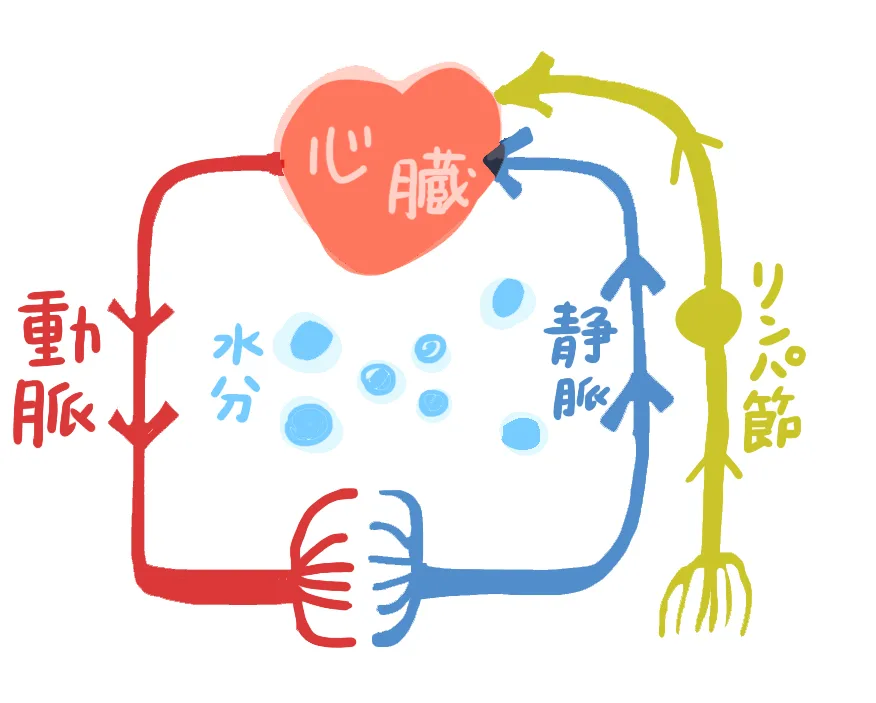 22168220 | 神楽坂のパーソナルジム|QUALITAS神楽坂店 むくみの説明をしている