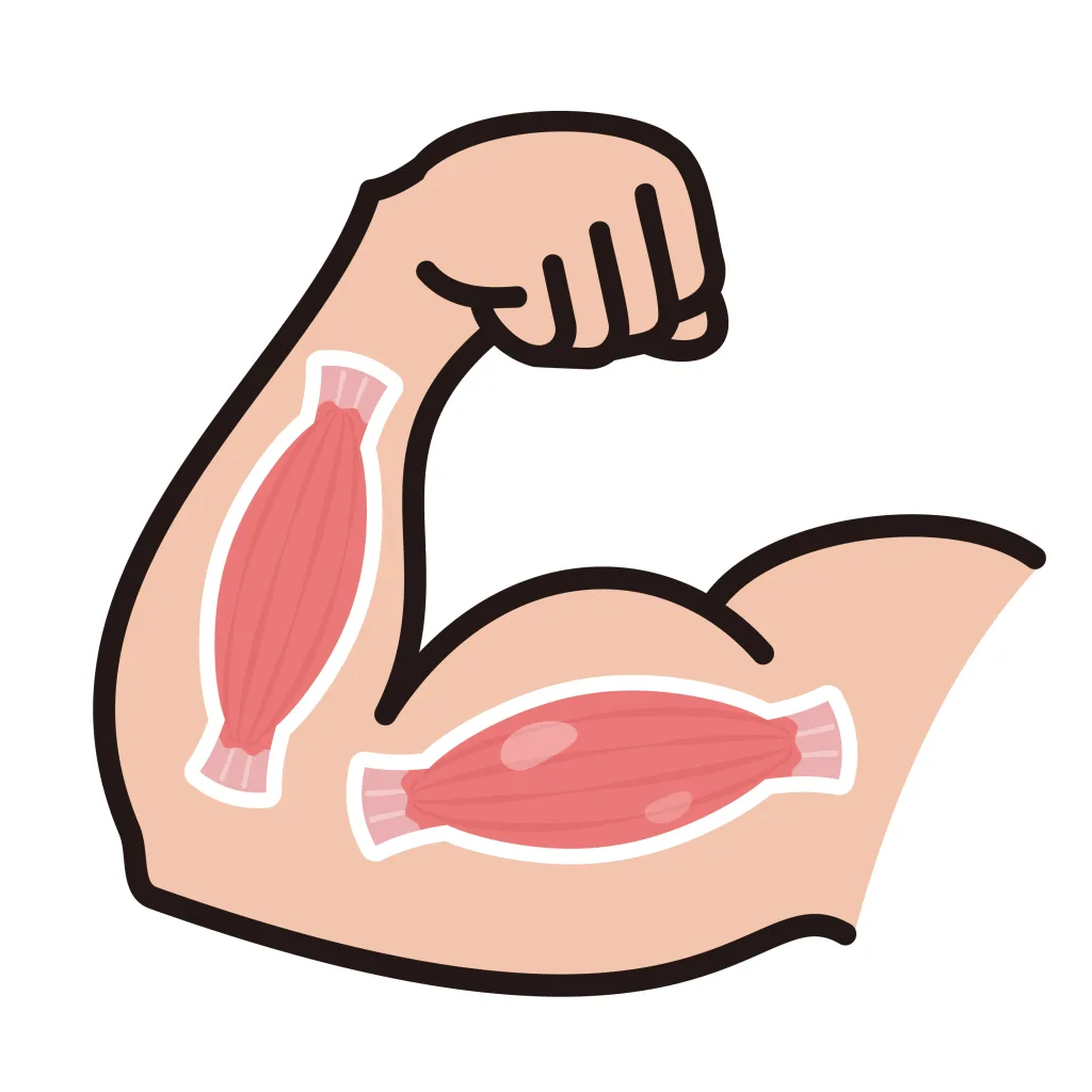 腕の筋肉