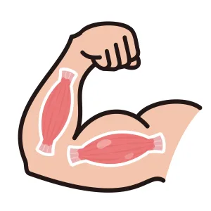 筋肉の画像