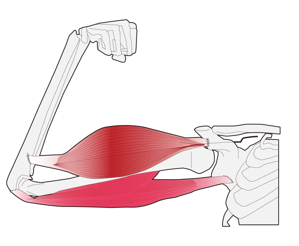 力こぶを作っている