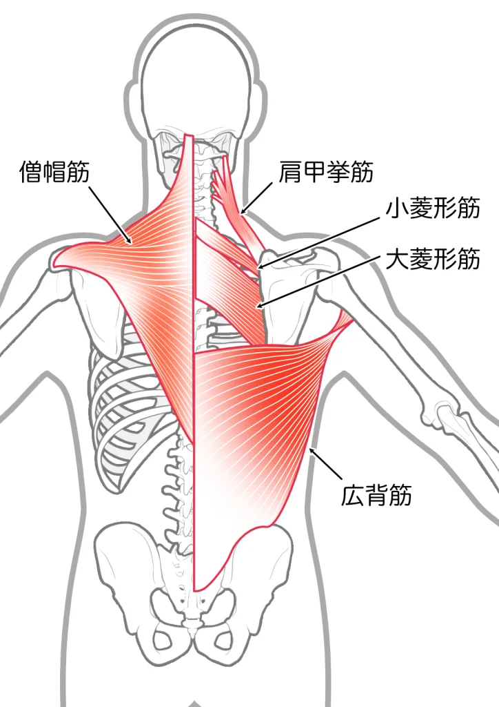 背面と筋肉
