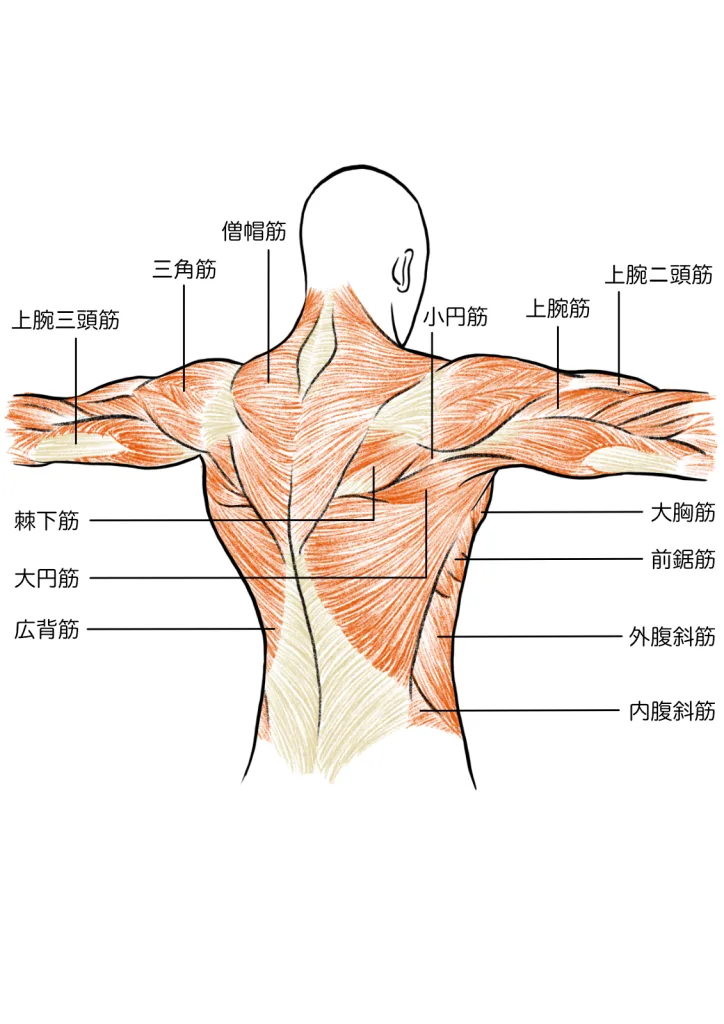 背中と腕の筋肉