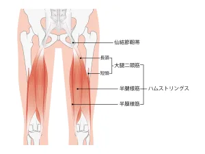 ハムストリングスの解剖の図