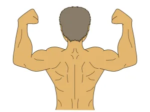 背中の筋肉がすごい男性